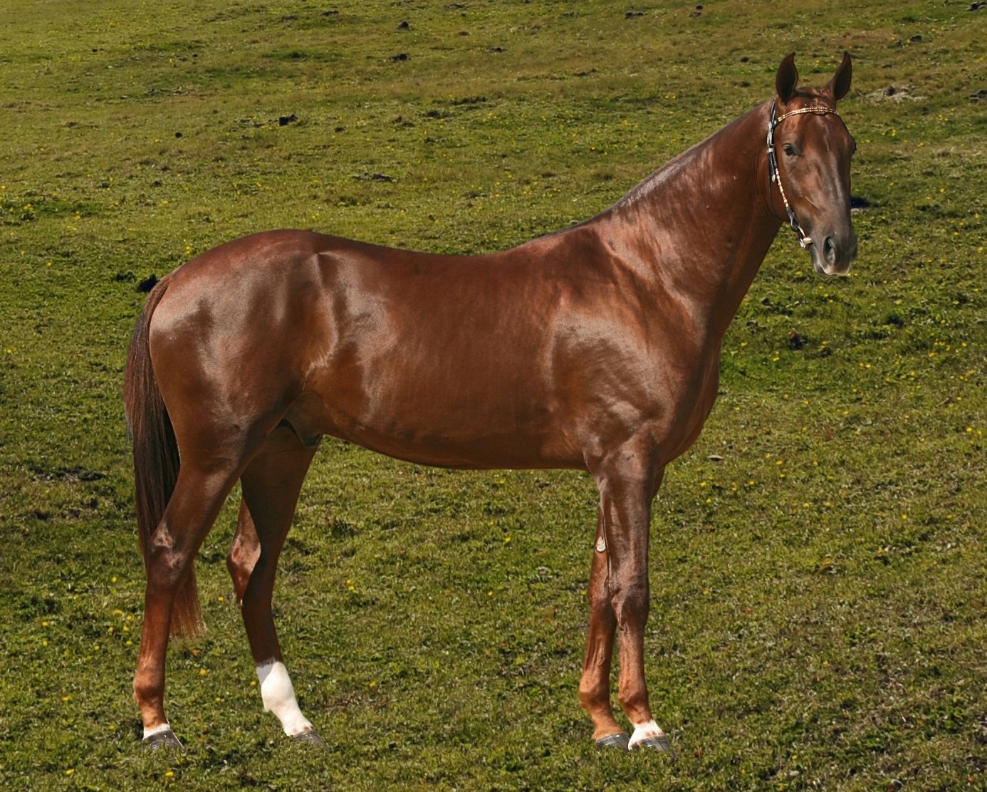 A chestnut Akyel stallion