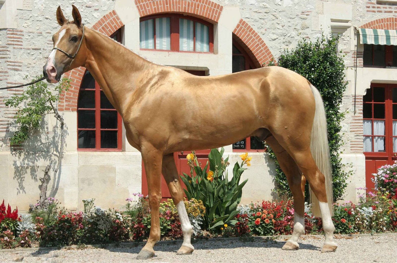 A golden Akyel stallion