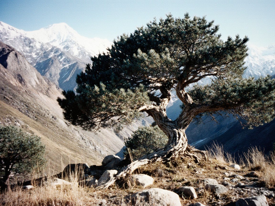 A gnarled juniper with a twisted silvery trunk and a broad dark green crown on a stony slope with dry grass, above a deep valley and snowy peaks