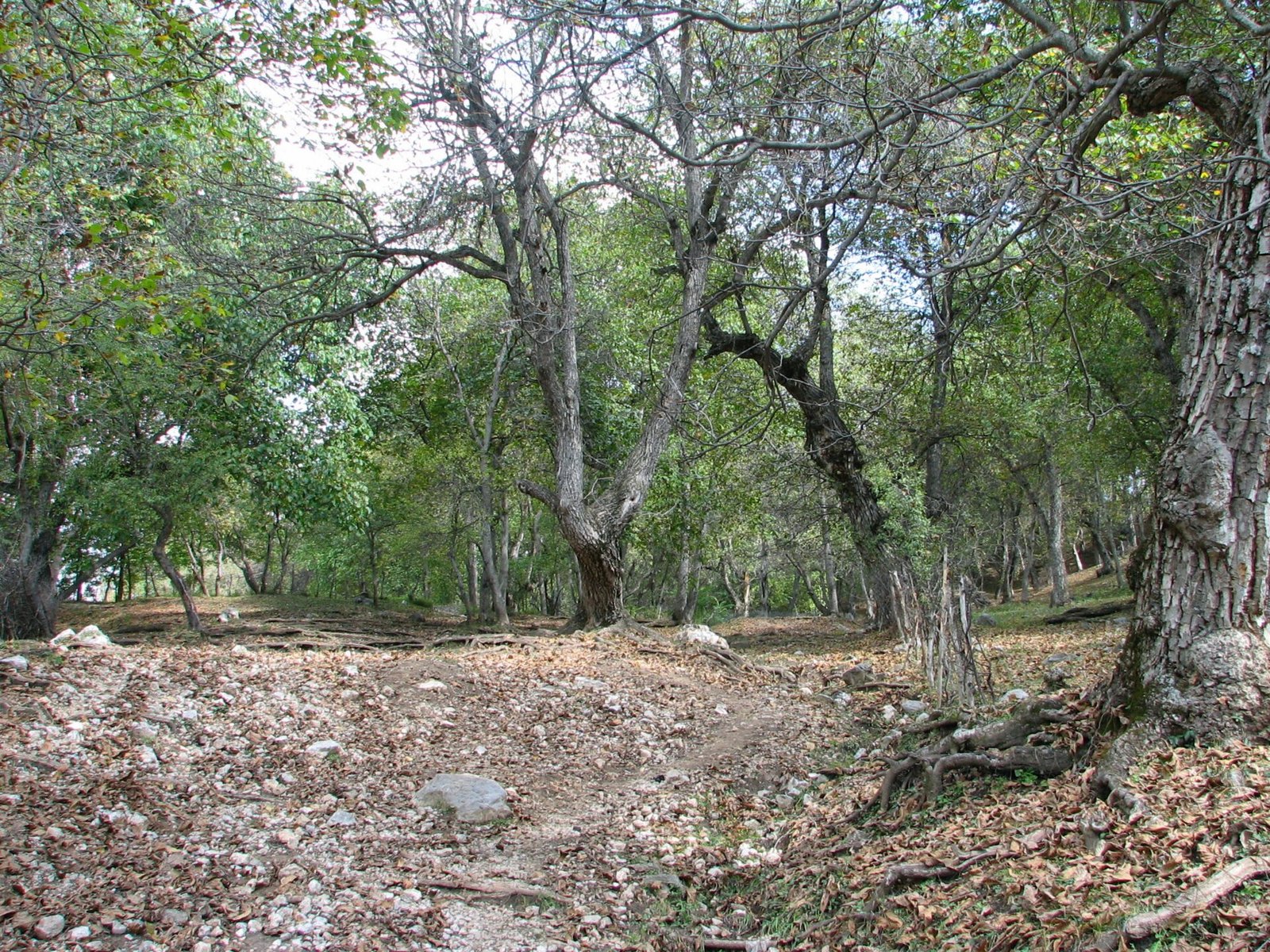 Old walnut trees in a wild walnut forest