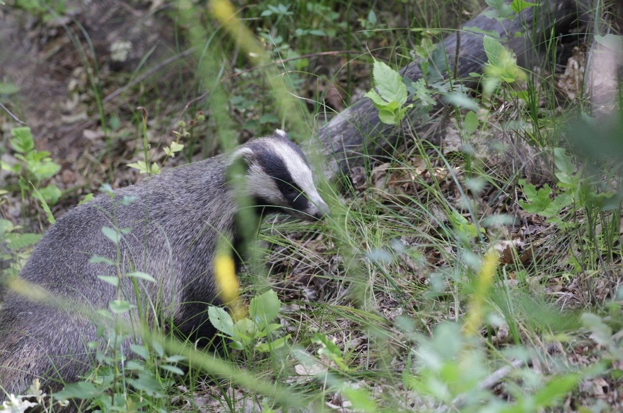 An Asian badger