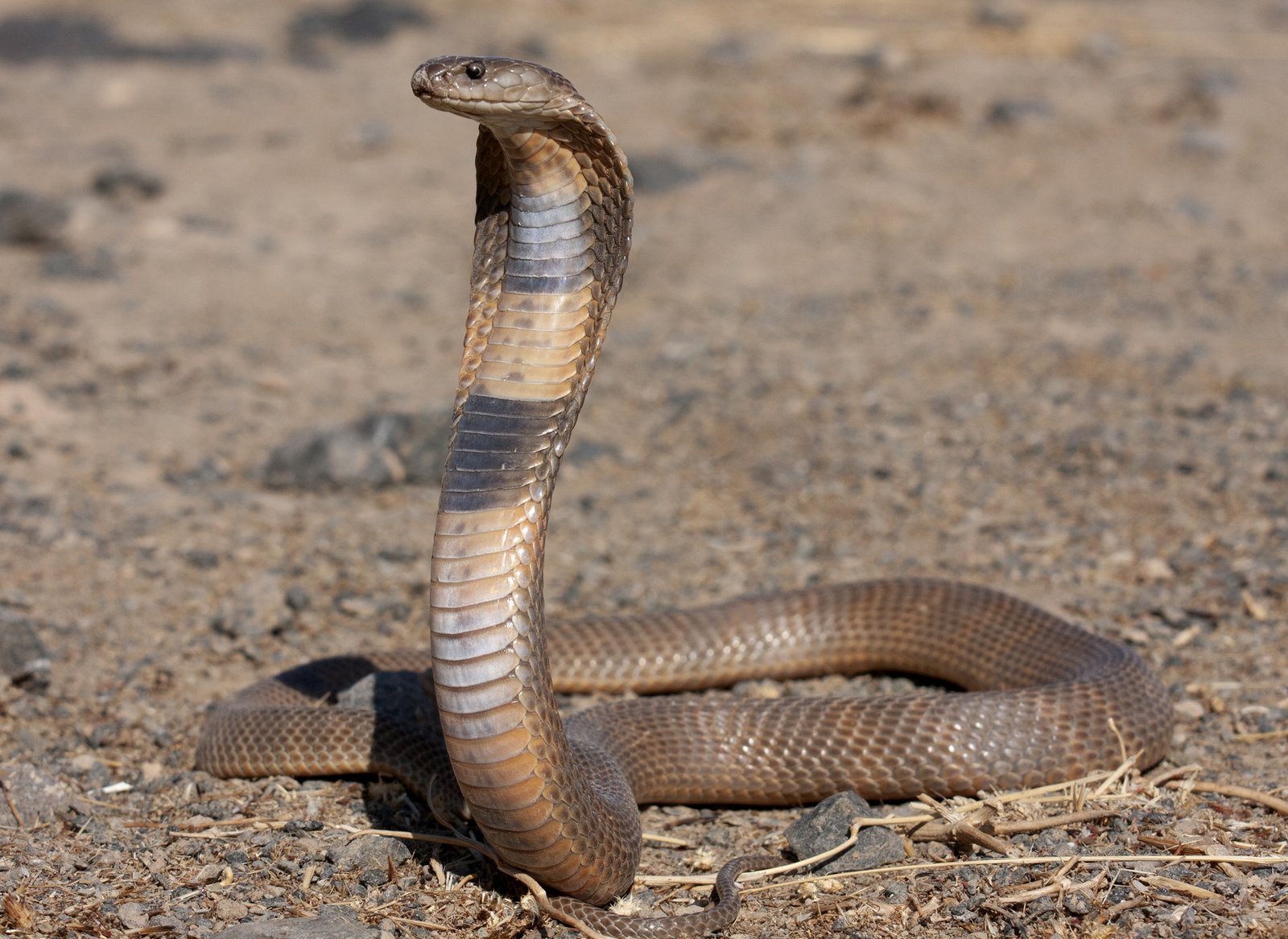 A Central Asian cobra
