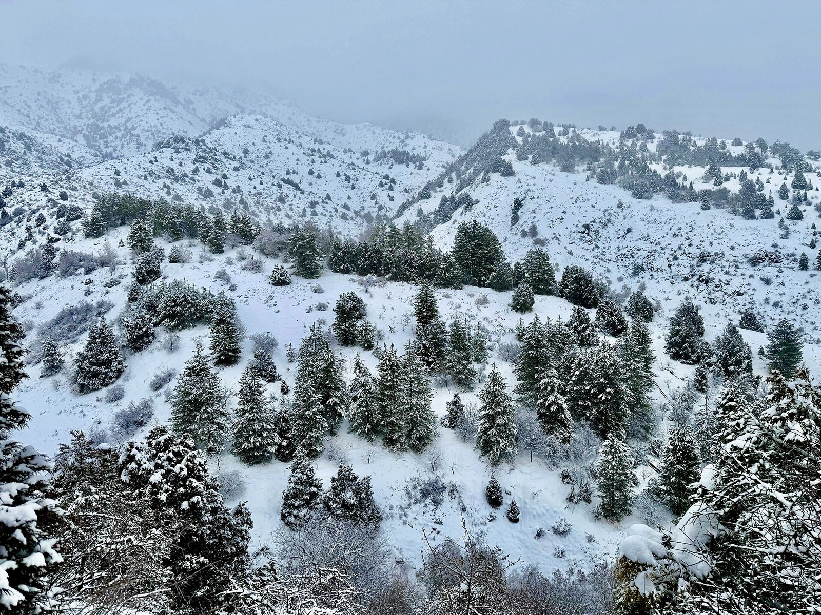 Ugam-Chatkal State Biosphere Reserve: Tashkent region