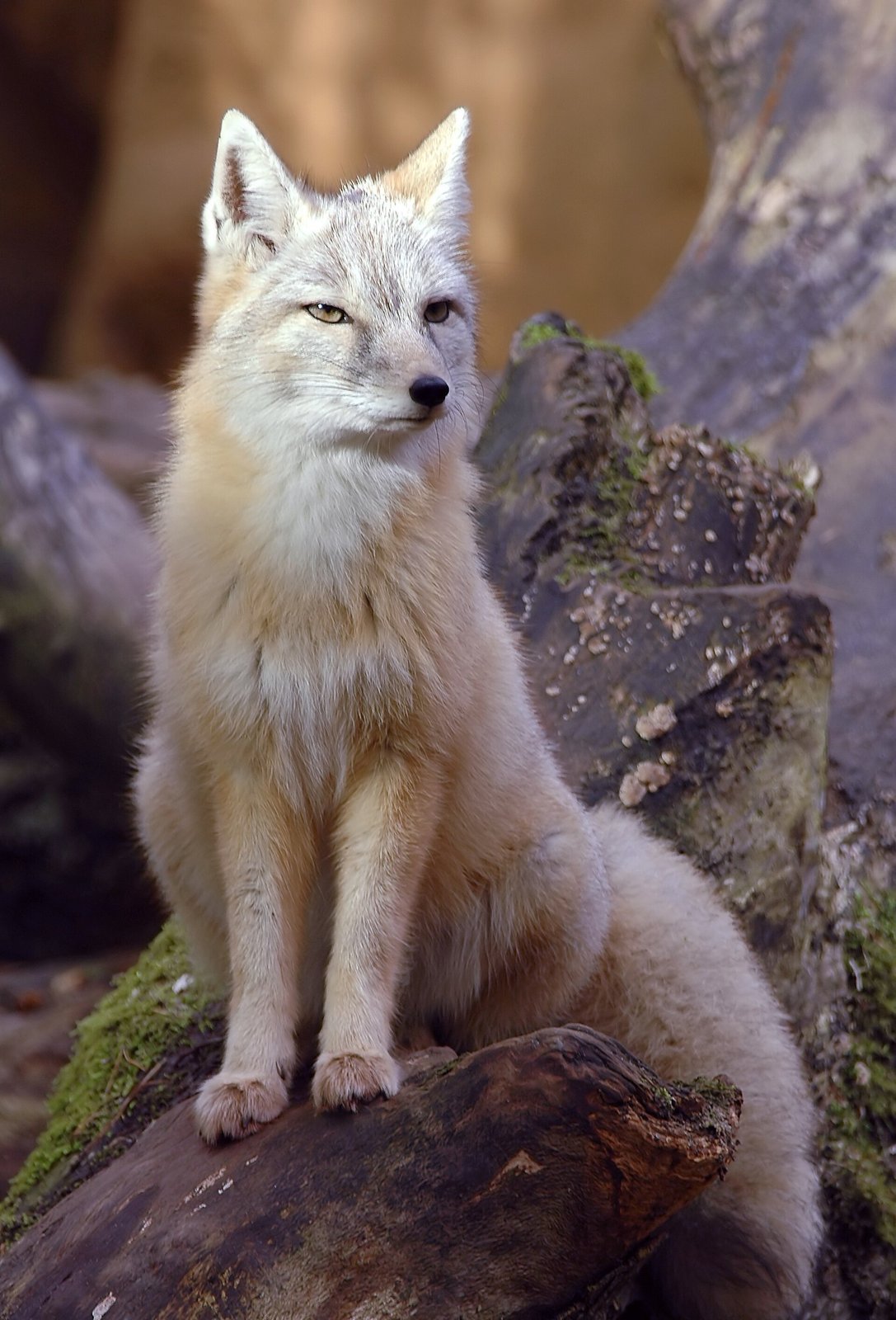 Zoo, Amersfoort Holland