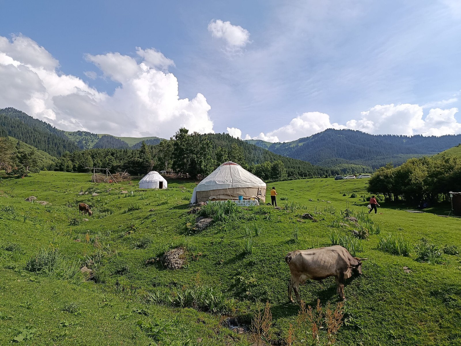 Yurts and cattle on a summer pasture (jailoo)