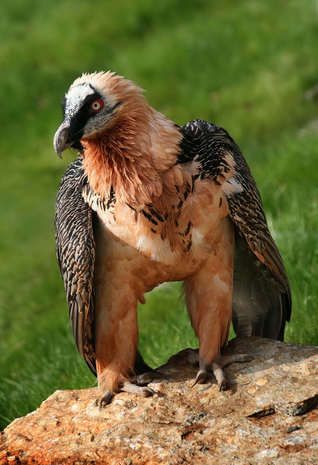 Description: The Lammergeier or Bearded Vulture Gypaetus barbatus is an Old World vulture, the only member of the genus Gypaetus. Alpenzoo, Innsbruck, Austria.