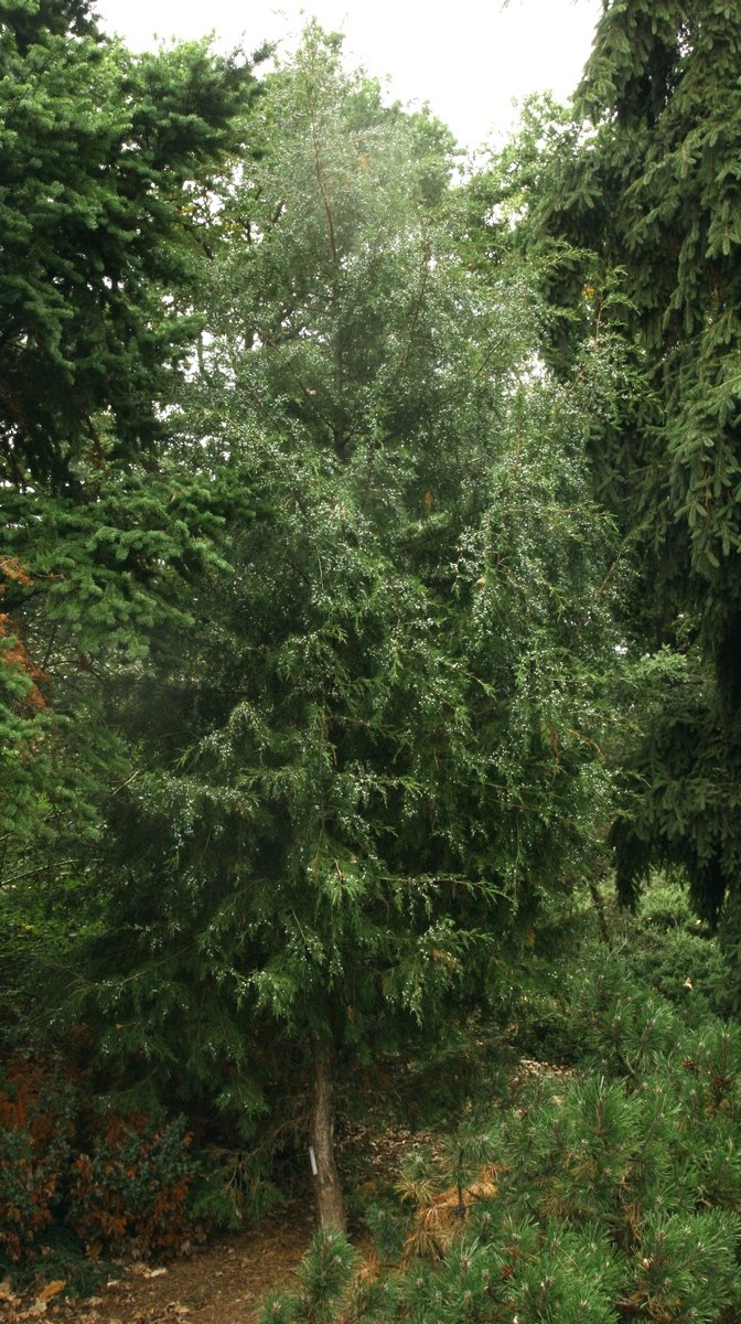 Juniperus semiglobosa, Dendrological garden in Pruhonice, Czech Republic