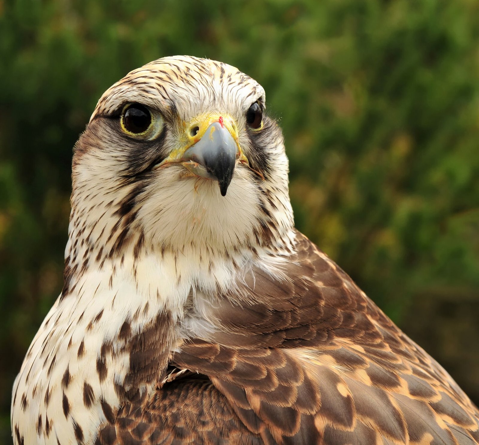 Saker Falcon from the Falkenhof in the Wisentgehege Springe game park near Springe, Hanover, Germany