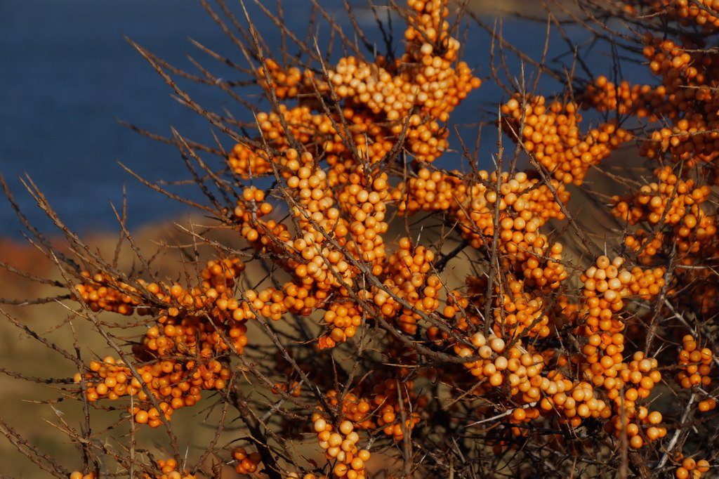 Sea buckthorn berries