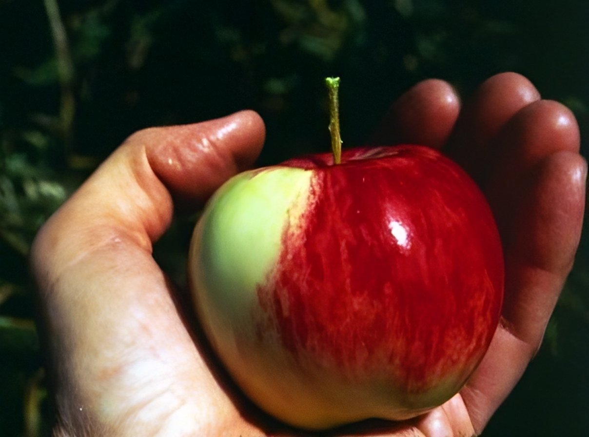 Fruit of the wild apple