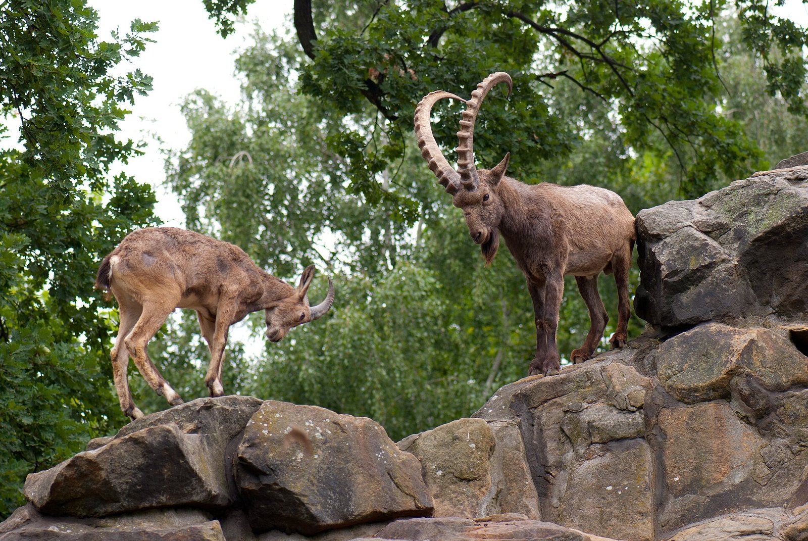 Siberian Ibex (Capra sibirica)