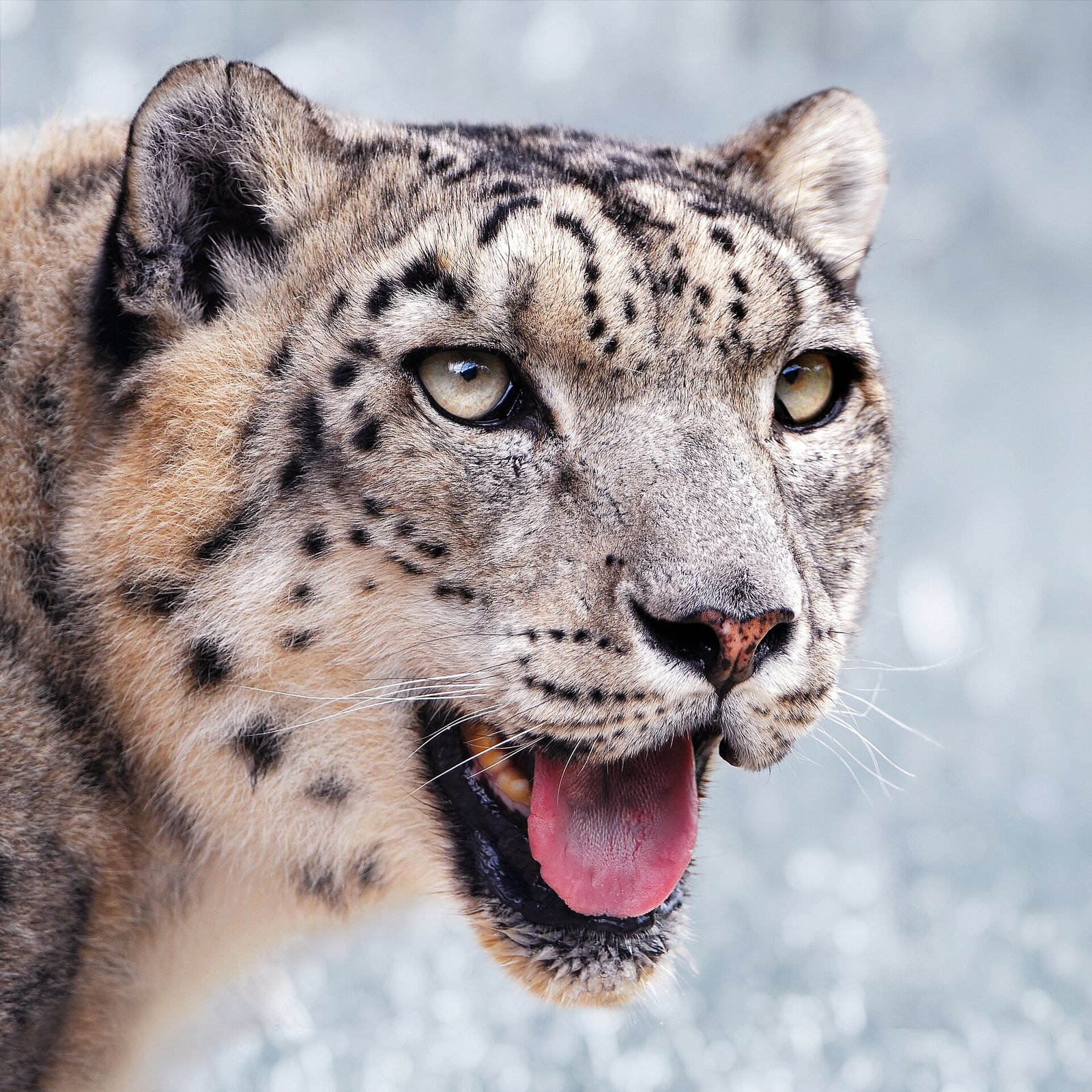 Portrait of a male snow leopard (Panthera uncia) of the Rheintal zoo. Colors were corrected and the background was changed to a "winterized" style.
