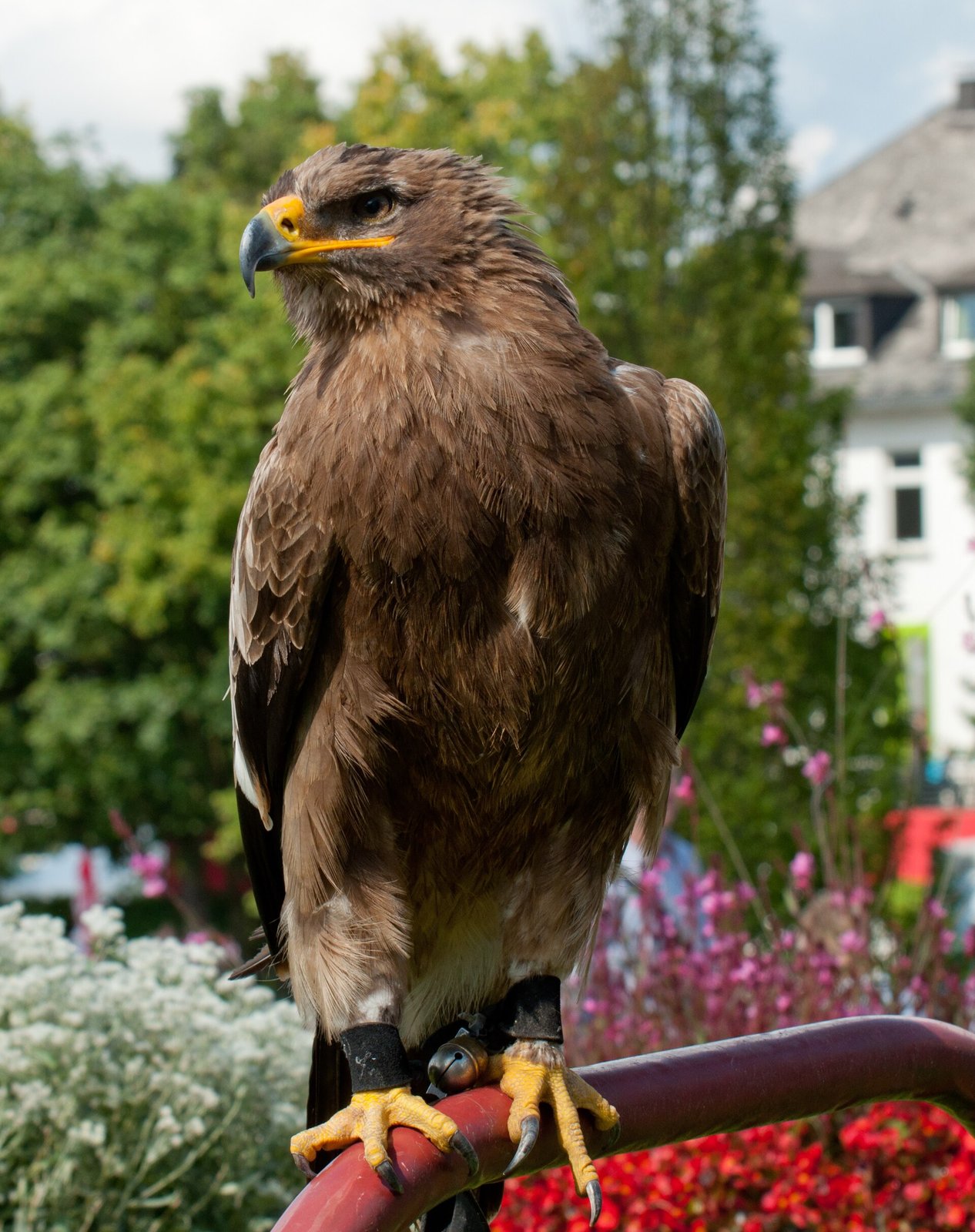 A steppe eagle