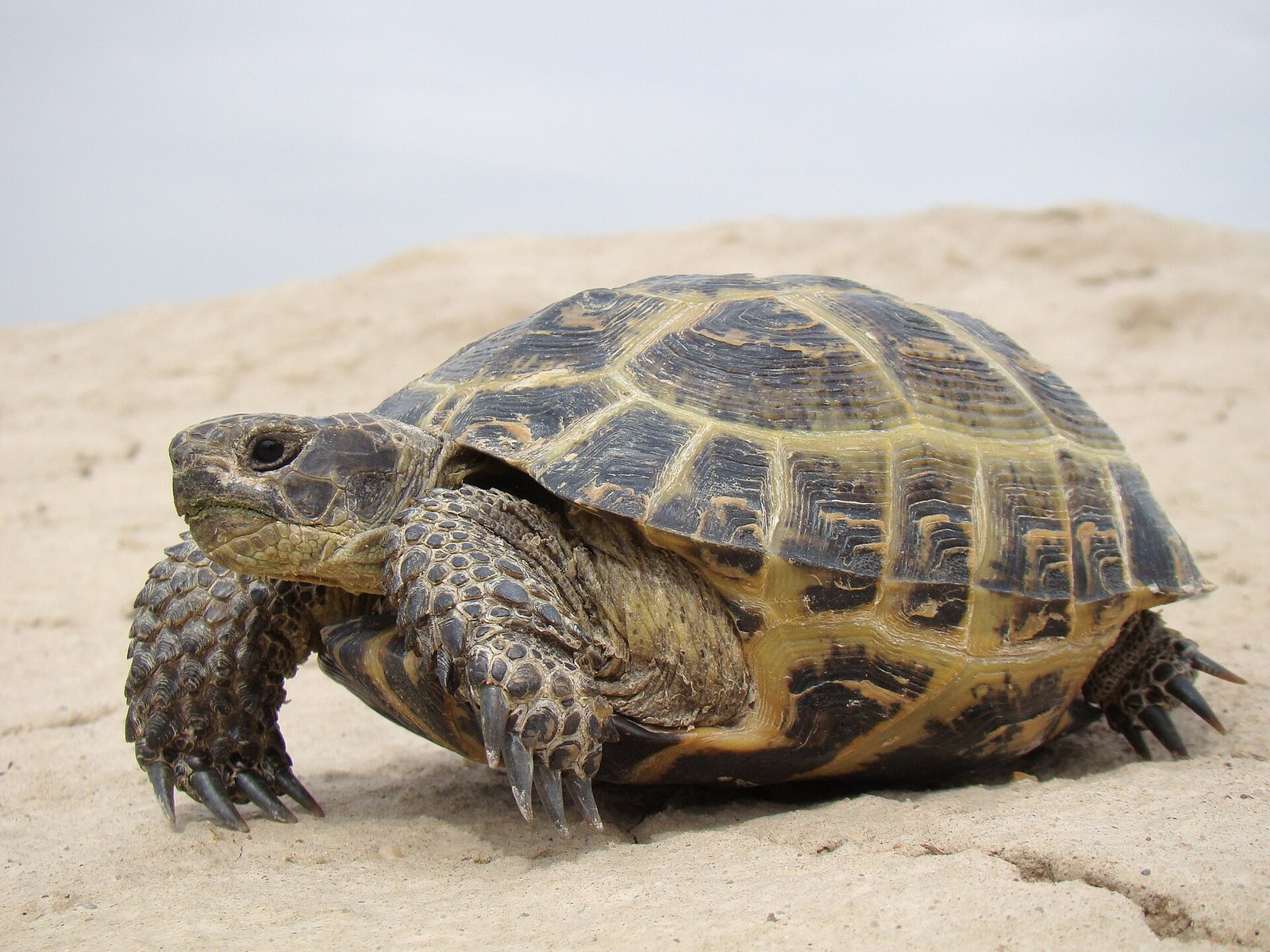 Testudo horsfieldii (Agrionemys horsfieldii). Baikonur, Kazakhstan.