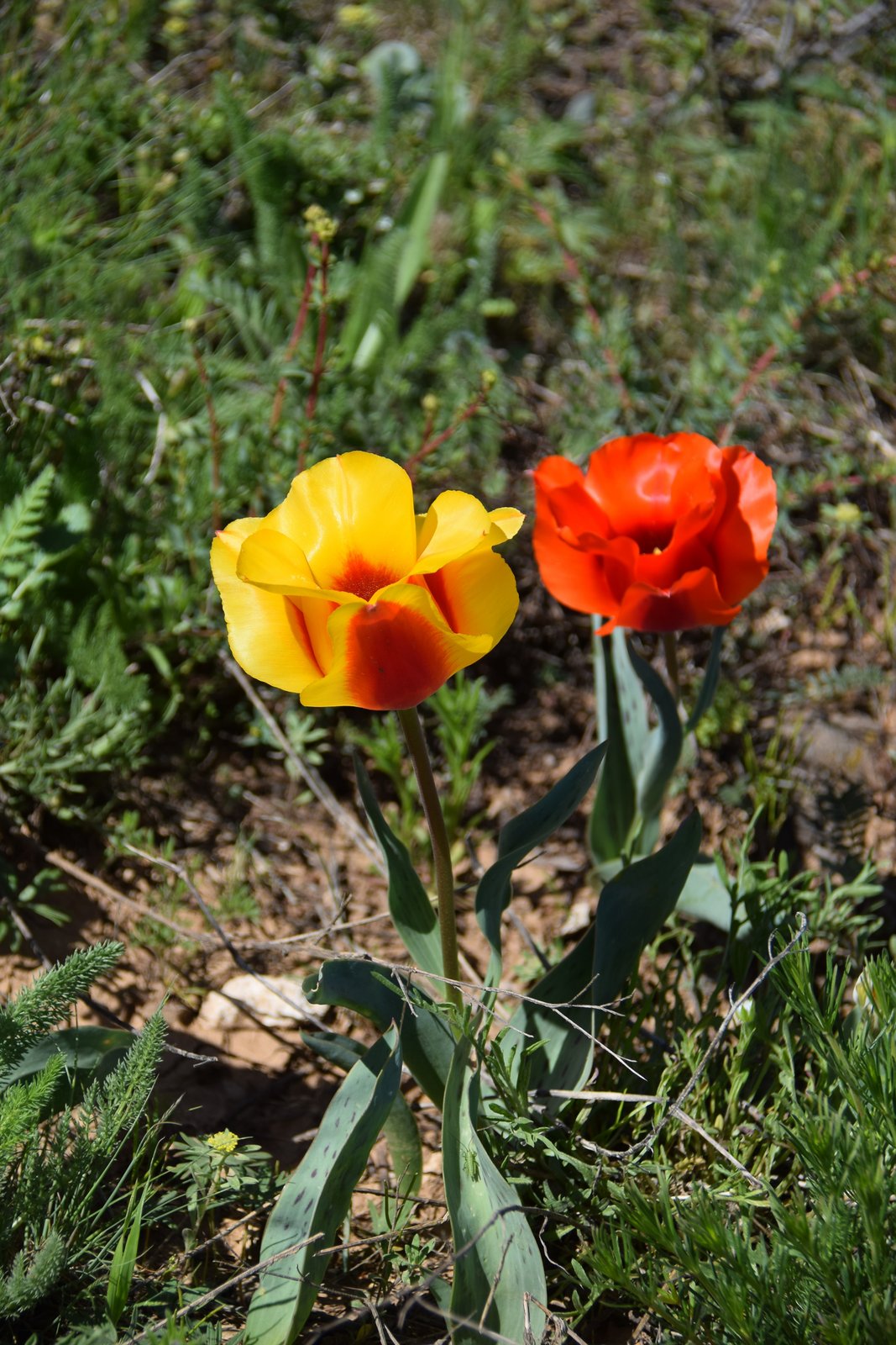 Greig's tulips