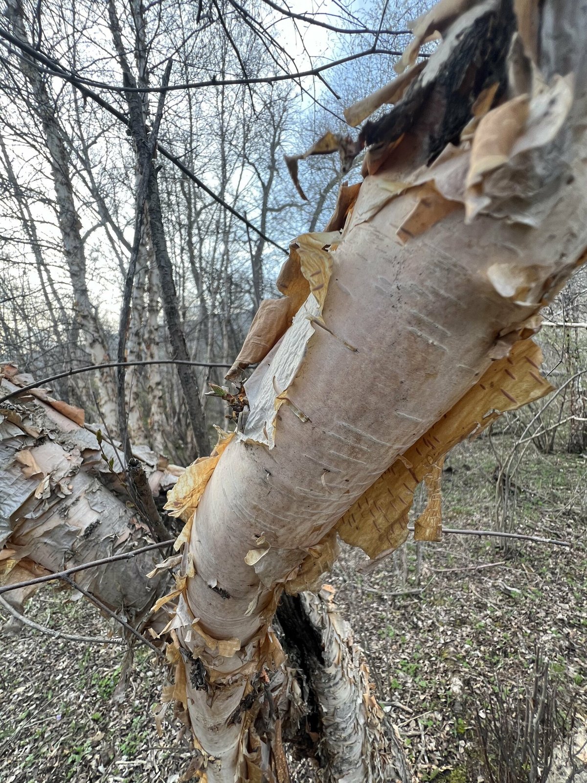 Peeling bark of a Tian Shan birch