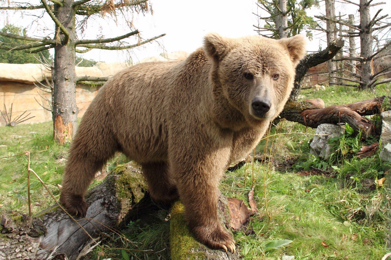 Himalayan brown bear in Zoo Hluboka