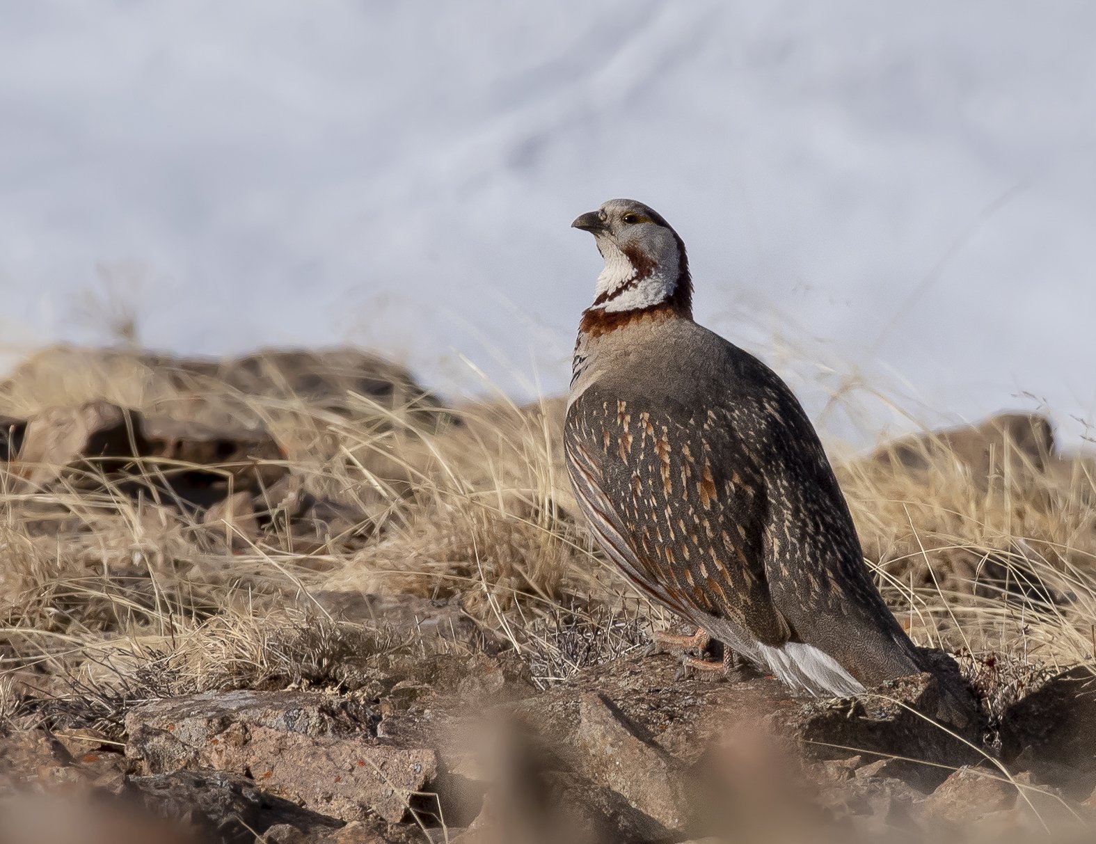 Himalayan Snowcock (Tetraogallus himalayensis)