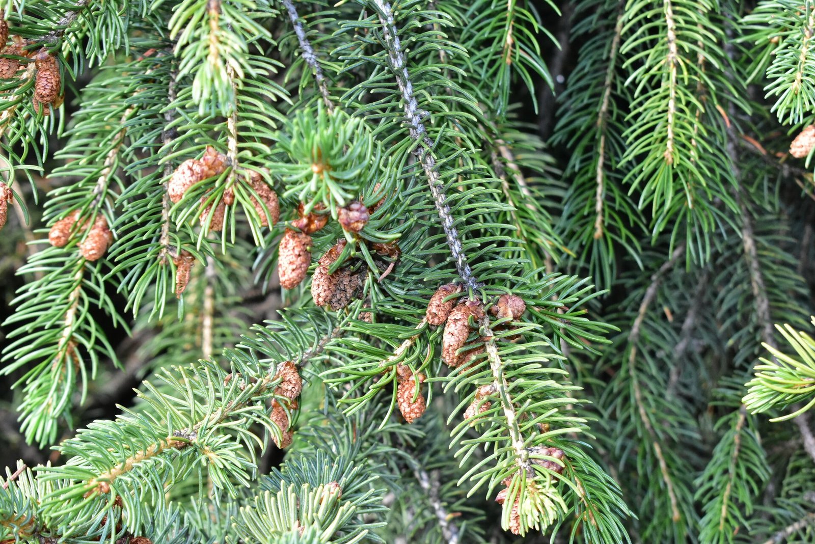 Tian Shan spruce shoots and cones