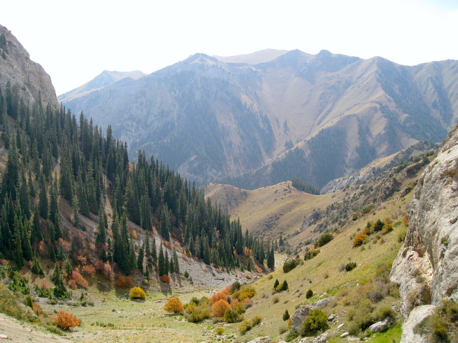 Tian Shan spruce forest on a north-facing slope