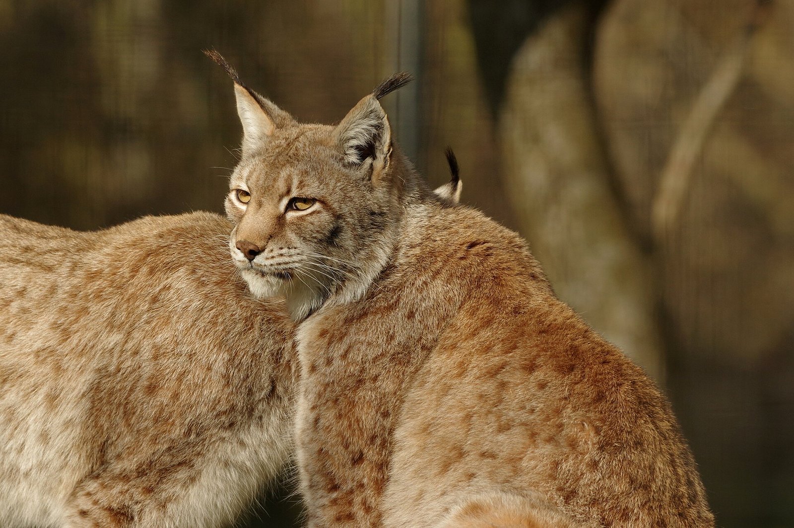 A Turkestan lynx