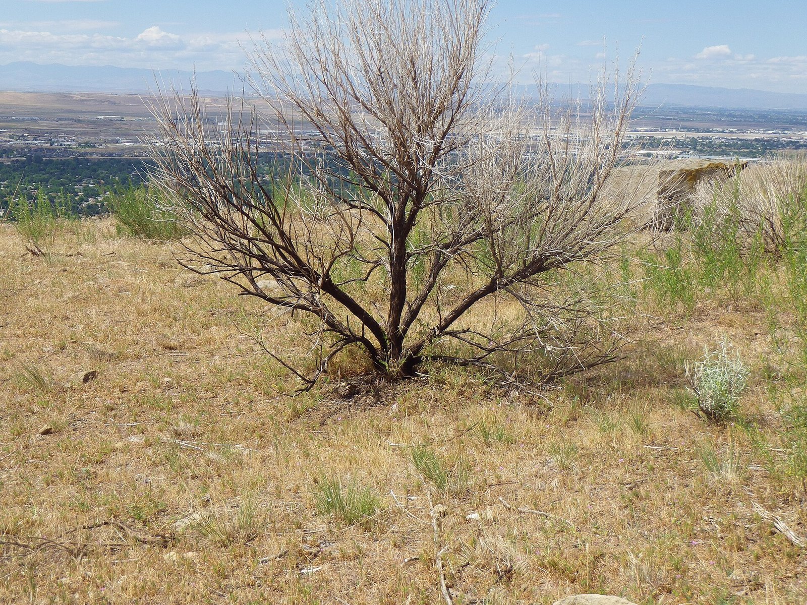 A wormwood bush on the steppe