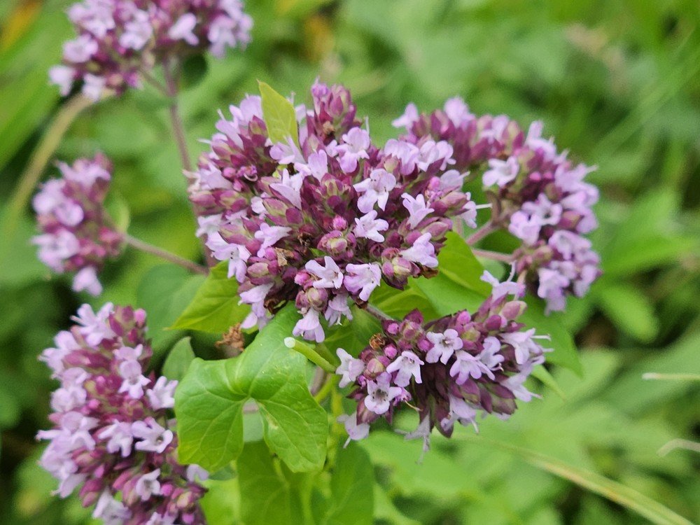 Wild oregano in flower